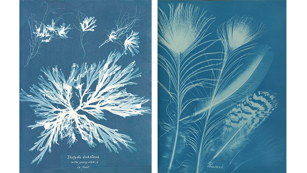 Anna Atkins pale blue cyanotopes of ferns, algae and feathers Botanist Anna Atkins pale blue cyanotopes of ferns, algae and feathers