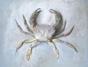 John Ruskin – Study of a Velvet Crab WA_RS_ED_199 A watercolour painting of a purple crab on similar colour backgroun