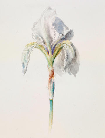 Fleur-de-Lys (‘Iris Florentina’) by John Ruskin, 1871 Fleur-de-Lys (‘Iris Florentina’) by John Ruskin, 1871