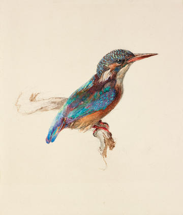 John Ruskin, Study of a Kingfisher with Dominant Reference to Colour John Ruskin, Study of a Kingfisher with Dominant Reference to Colour